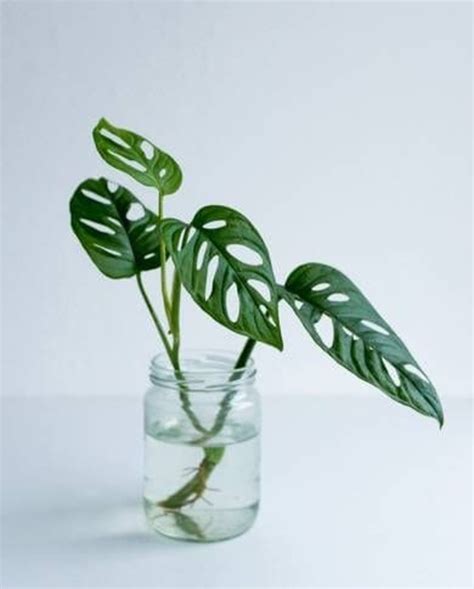 室內植物好處|水種植物新手入門！ 15 種室內植物推薦 種植好處/開。